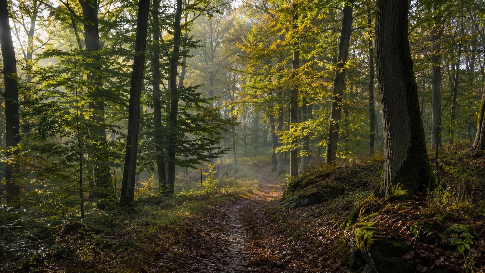 Herbstlicher Waldweg mit warmem Licht zwischen den Bäumen